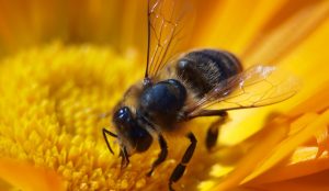 vcela pijuca nektar na slnecnici