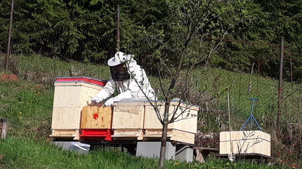 vcelar pri praci